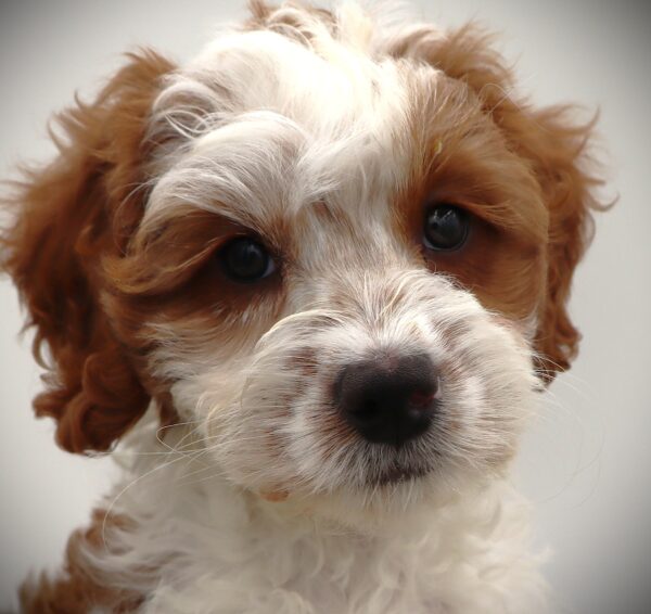 [#25764-05] - Tan / White F Bernedoodle Mini 2nd Gen Puppies For Sale