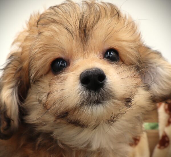 [#25780-04] - Brown F PomAPoo Puppies For Sale