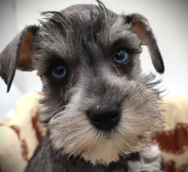 [#25783-01] - Black / Silver M Miniature Schnauzer Puppies For Sale