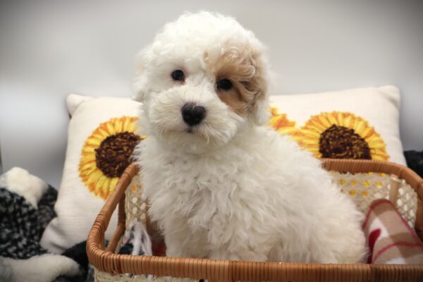 [#25945-01]  - White M Poodle Puppies For Sale