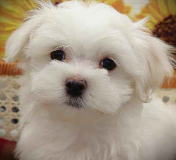 [#25914-04]  - White M Maltese Puppies For Sale