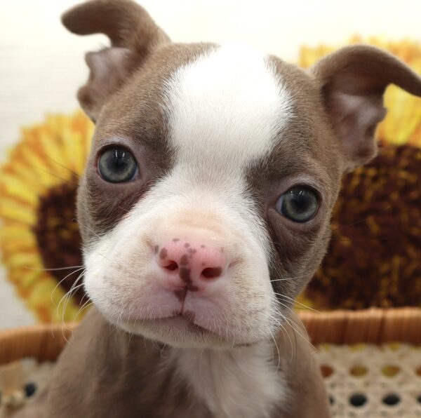 [#25908-03]  - Seal / White F Boston Terrier Puppies For Sale