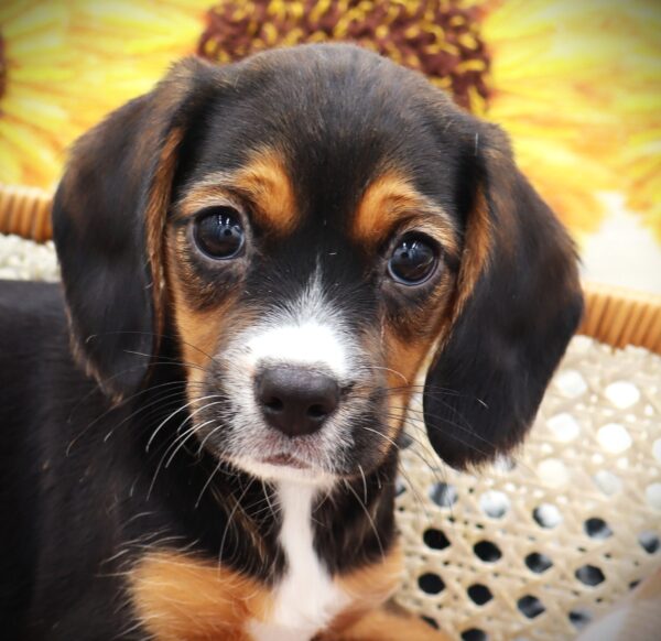 [#25872-06]  - Tri-Colored F Beagalier Puppies For Sale
