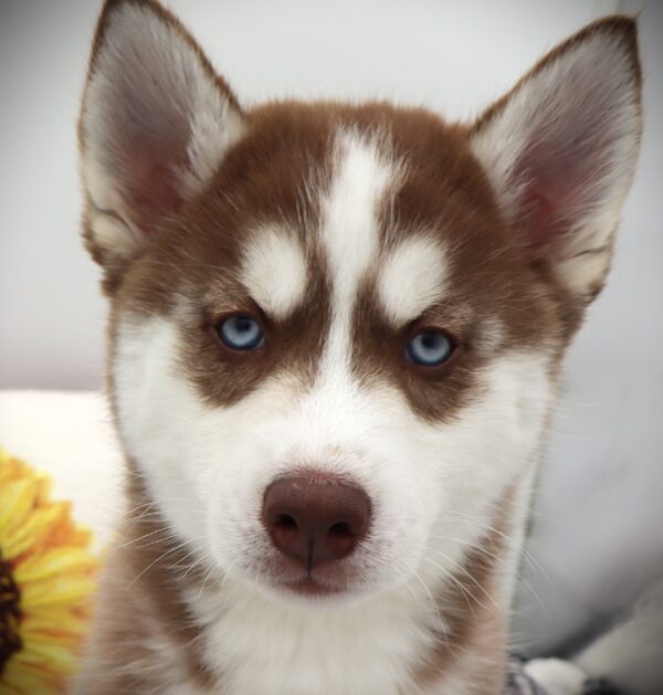 [#25846-02]  - Red / White M Siberian Husky Puppies For Sale