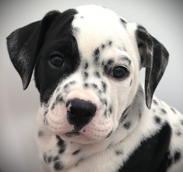 [#25837-02]  - White M Bullmatian Puppies For Sale