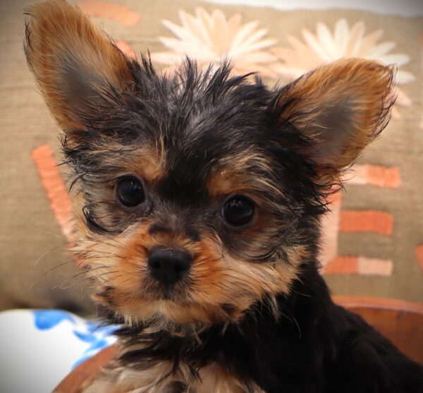 [#2528-01]  - Black / Tan M Yorkshire Terrier Puppies For Sale