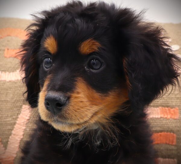[#2535-10]  - Black White / Tan F Poodle/Bernese Mountain Dog Puppies For Sale