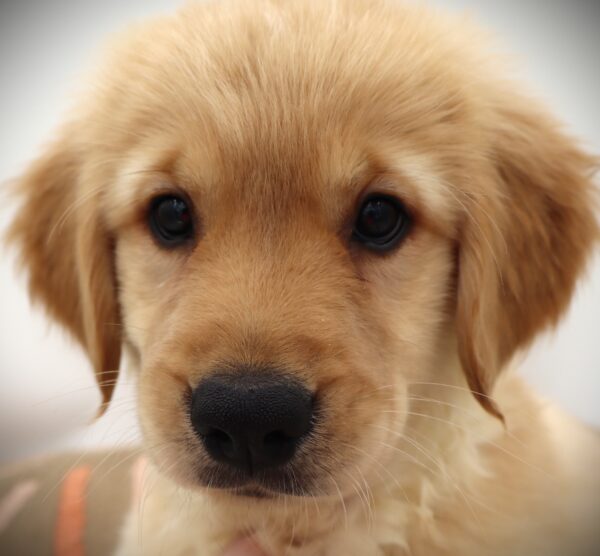 [#251-13]  - F Golden Retriever Puppies For Sale