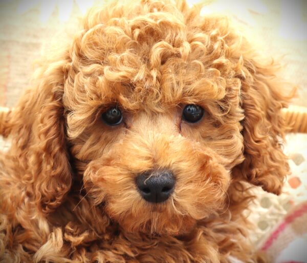 [#251055-02]  - Red M Poodle Puppies For Sale