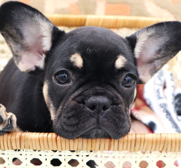 [#251056-02]  - Black / Tan F French Bulldog Puppies For Sale