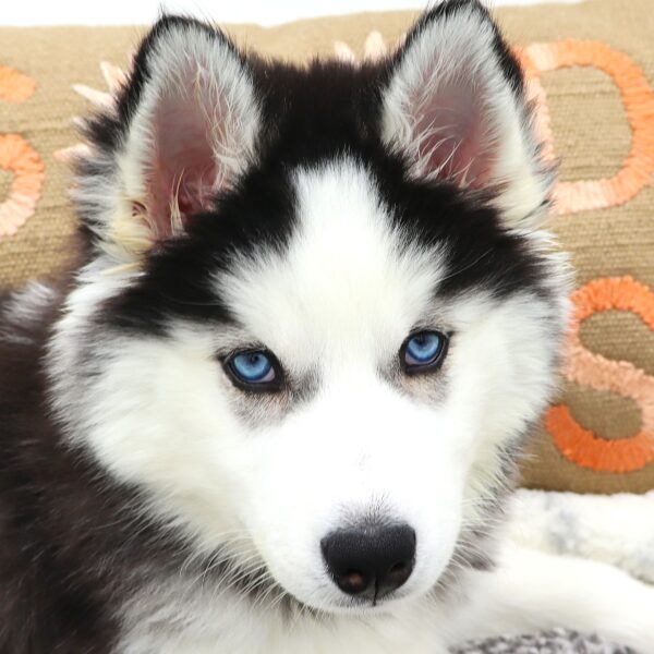 [#25848-04]  - Black / White F Siberian Husky Puppies For Sale
