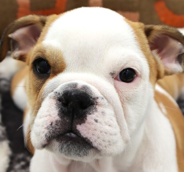 [#25891-08]  - White / Brindle F Bulldog Puppies For Sale