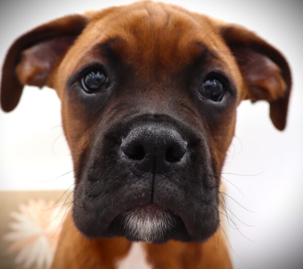 [#25909-05]  - Fawn Brindle M Boxer Puppies For Sale