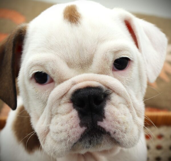 [#25986-06]  - Fawn / White F Victorian Bulldog 2nd Gen Puppies For Sale