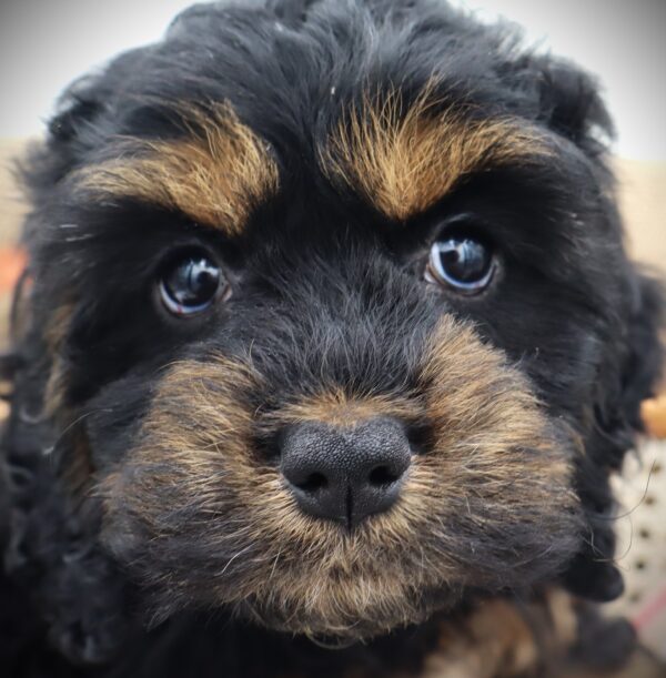 [#251012-05]  - Black / Tan F Cockachon Puppies For Sale
