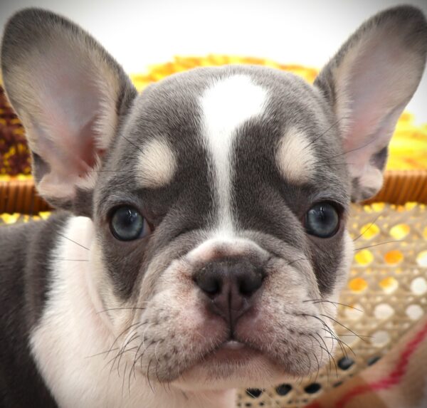 [#251057-02]  - Blue M French Bulldog Puppies For Sale