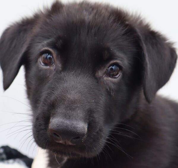[#251078-03]  - Black / Tan M German Shepherd Dog Puppies For Sale