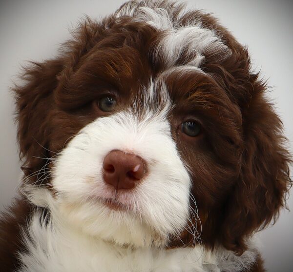 [#251085-01]  - Chocolate M Aussiedoodle Mini Puppies For Sale