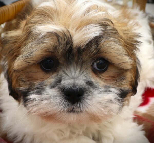 [#251102-04]  - Brown / White M Teddy Bear Puppies For Sale
