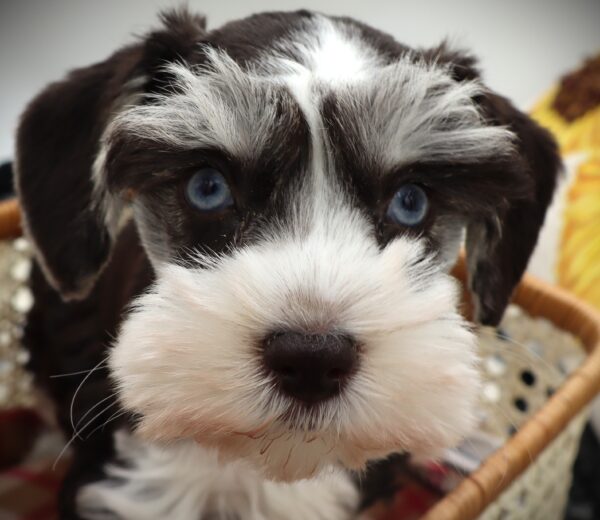 [#251266-04]  - Chocolate / White F Miniature Schnauzer Puppies For Sale