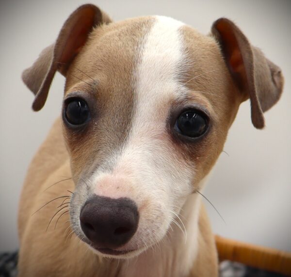 [#25975-05]  - Fawn F Italian Greyhound Puppies For Sale