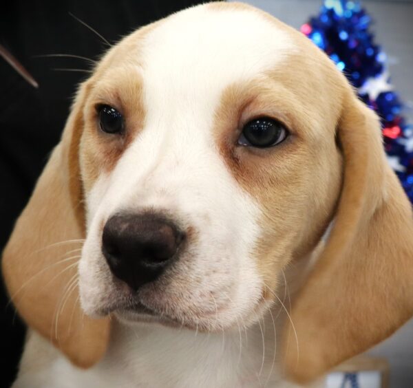[#251045-01]  - Lemon / White M Beagle Puppies For Sale