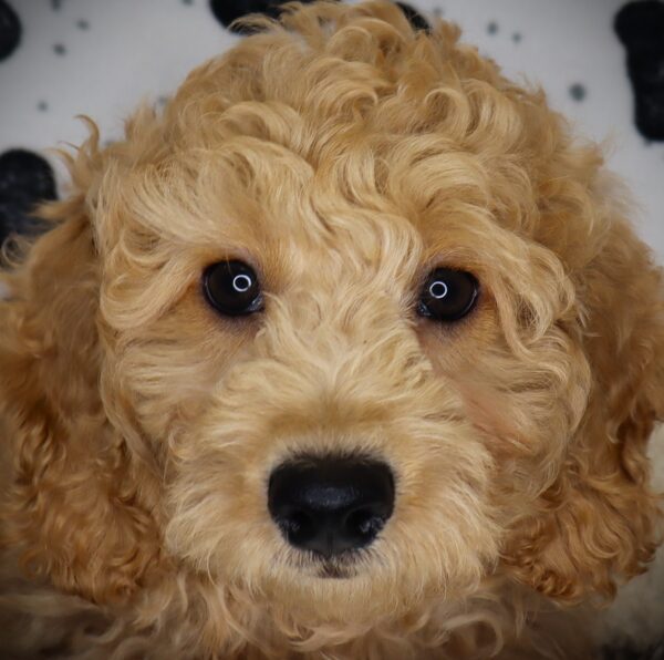 [#259-01]  - Golden M Goldendoodle Mini 2nd Gen Puppies For Sale
