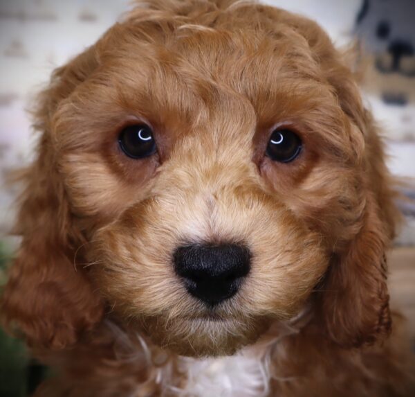 [#2515-02]  - Golden M Goldendoodle Mini 2nd Gen Puppies For Sale