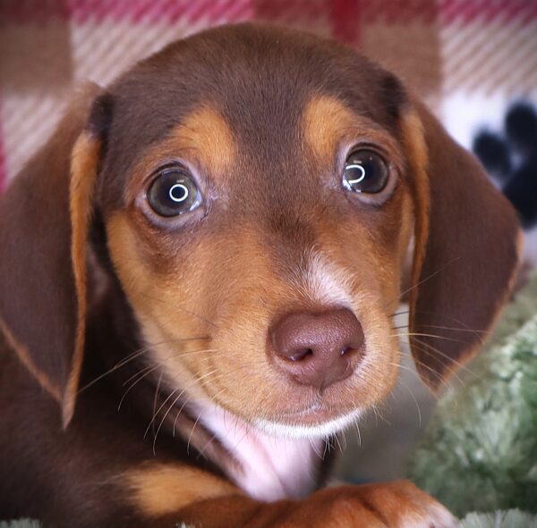 [#2510-01]  - Chocolate White Tan M Dachshund Puppies For Sale