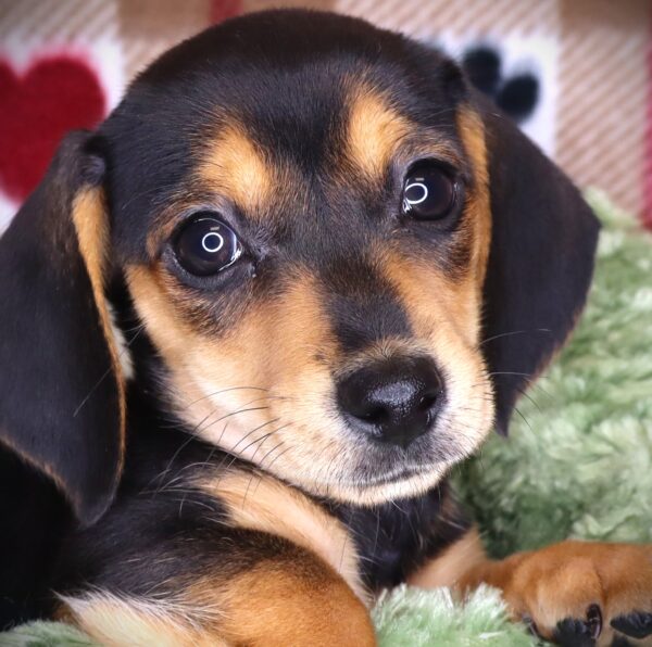[#2510-05]  - Black Tan / White F Dachshund Puppies For Sale
