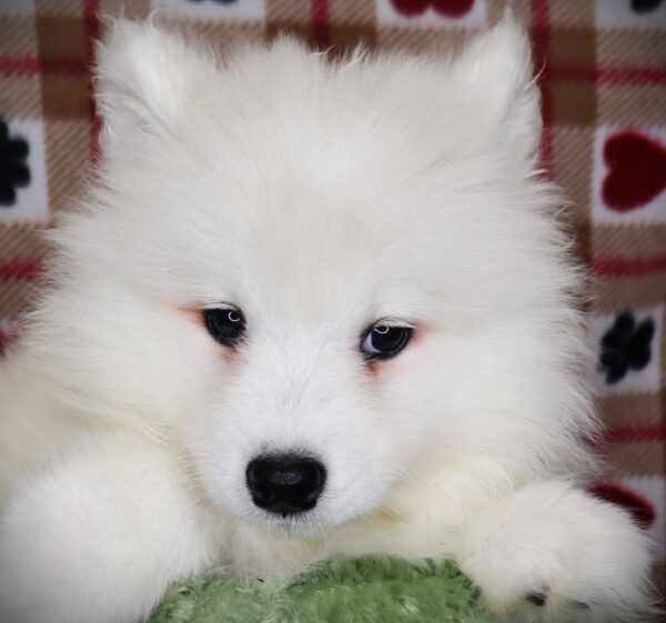 [#251194-04]  - White F Samoyed Puppies For Sale