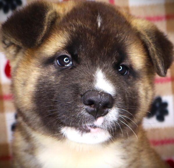 [#251236-03]  - Brown / White M Akita Puppies For Sale