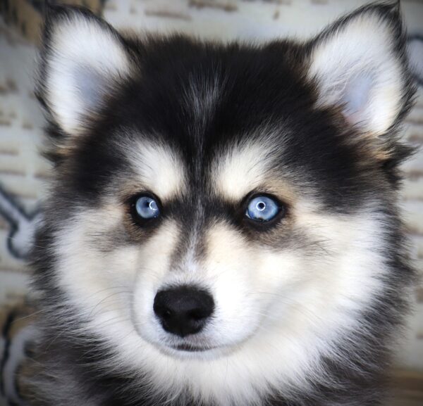 [#251030-02]  - Black / Tan F Pomsky Puppies For Sale