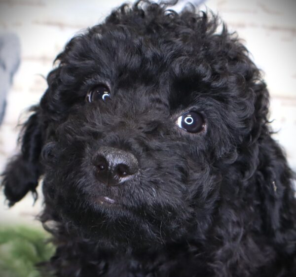 [#251090-02]  - Black M Poodle Puppies For Sale