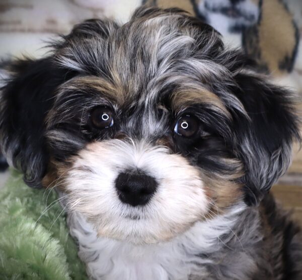 [#251118-06]  - Blue Merle F Bernedoodle Mini 2nd Gen Puppies For Sale