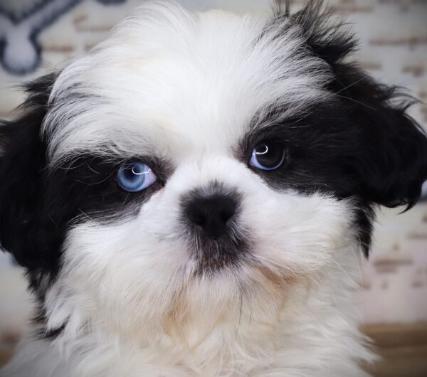 [#251229-03]  - White / Sable F Shih Tzu Puppies For Sale