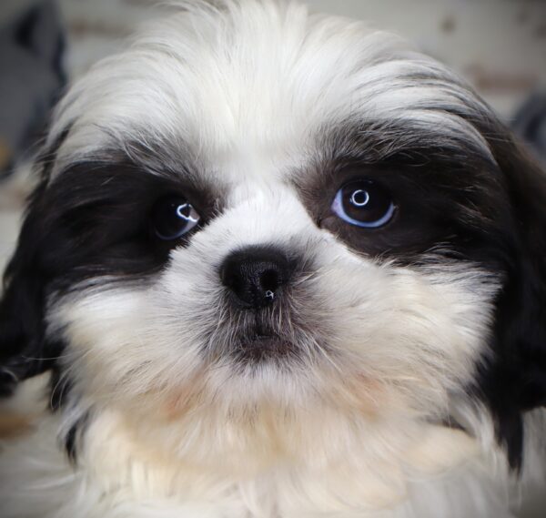 [#251229-01]  - White / Black M Shih Tzu Puppies For Sale