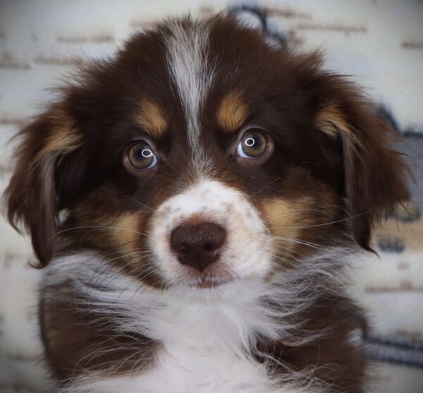[#251242-11]  - Red F Australian Shepherd Puppies For Sale