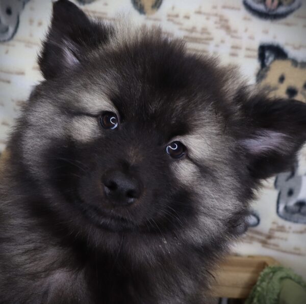[#251256-03]  - Black Silver M Keeshond Puppies For Sale