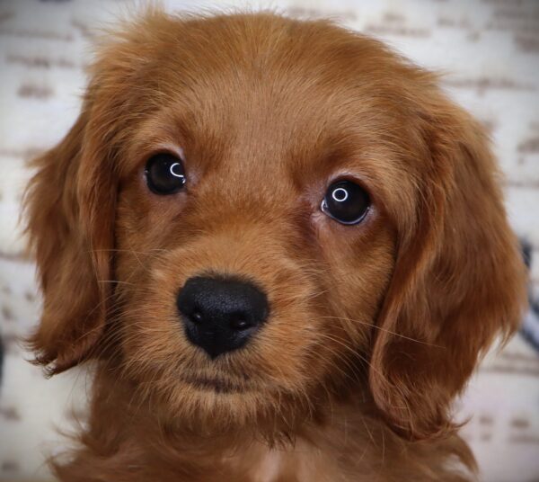 [#2515-06]  - Apricot F Goldendoodle Mini 2nd Gen Puppies For Sale