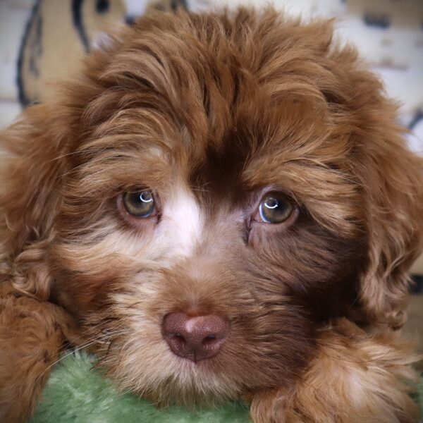[#251119-04]  - Tan M Labradoodle Mini 2nd Gen Puppies For Sale