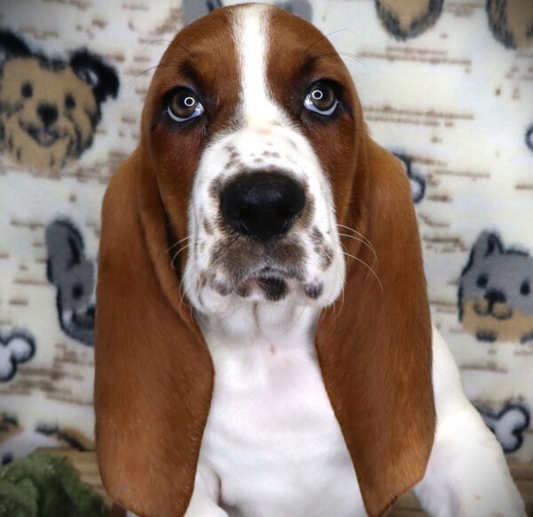 [#251147-02]  - Red / White M Basset Hound Puppies For Sale