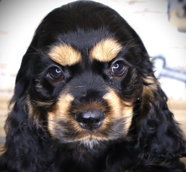 [#251460-04]  - Black M Cocker Spaniel Puppies For Sale