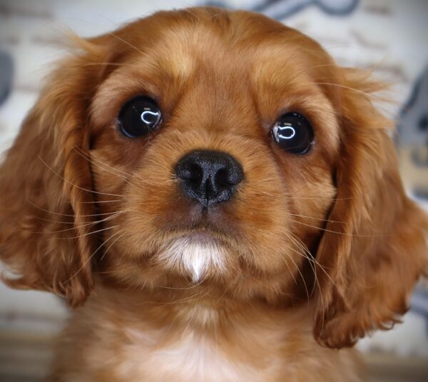 [#251095-02]  - Ruby F Cavalier King Charles Spaniel Puppies For Sale