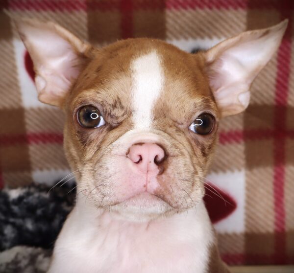 [#2546-02]  - Merle M Boston Terrier Puppies For Sale