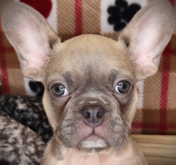 [#2554-03]  - Blue M French Bulldog Puppies For Sale