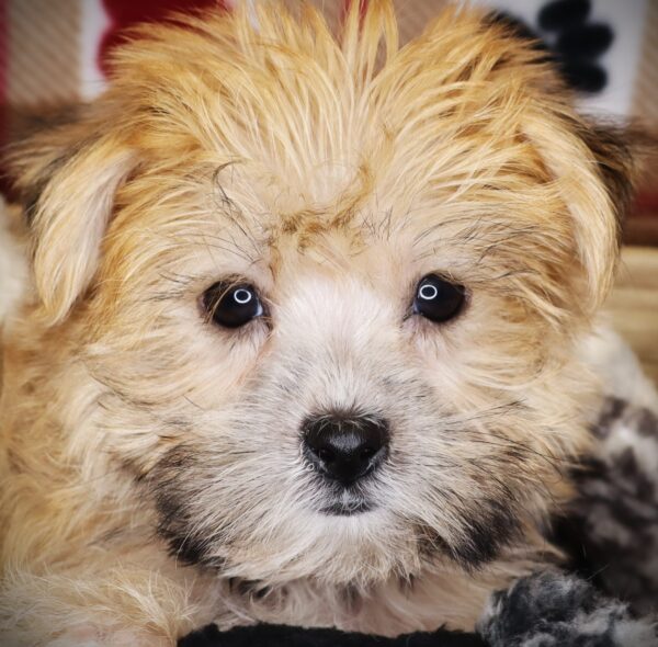 [#2558-02]  - Brown M Maltese/Yorkie Puppies For Sale
