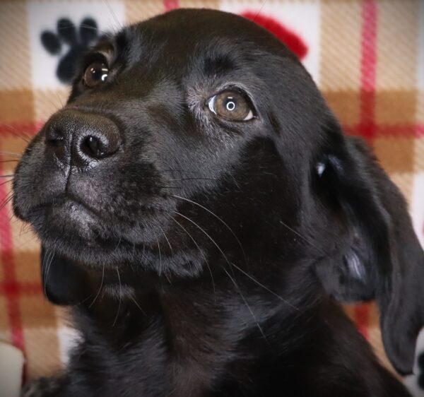 [#251179-05]  - Black F Labrador Retriever Puppies For Sale