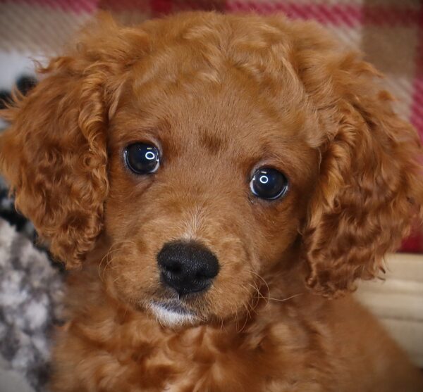[#251278-03]  - Red M Cavapoo Puppies For Sale