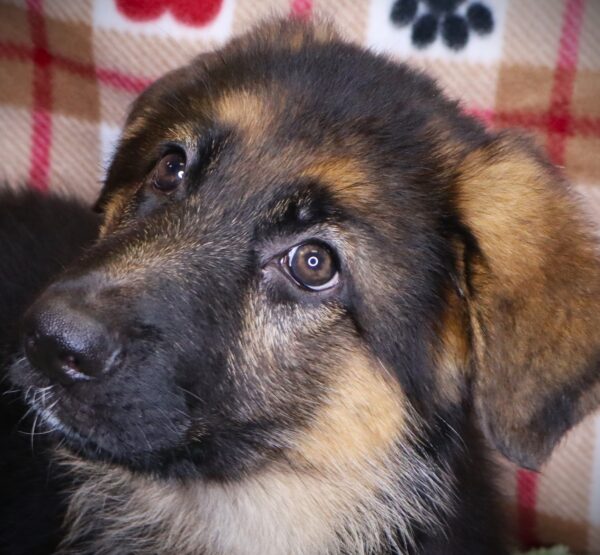 [#251117-07]  - Black / Tan F German Shepherd Dog Puppies For Sale